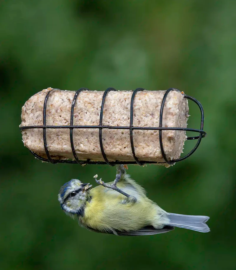 Welcome Nature to Your Garden
